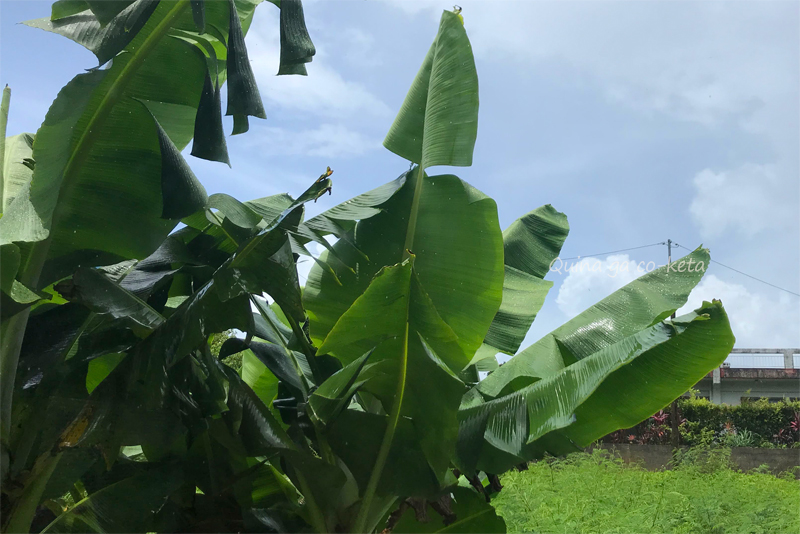 雨に濡れた芭蕉の葉（2020年7月の沖縄長期滞在にて）