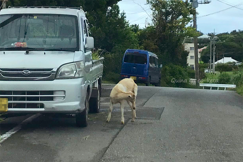 今帰仁村の道端で出会った山羊