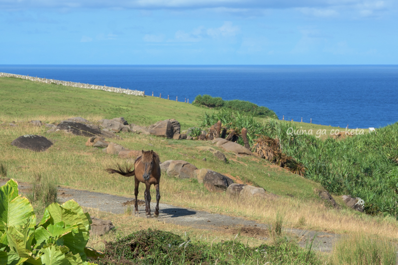 東崎展望台で見た与那国馬 東崎展望台で見た与那国馬