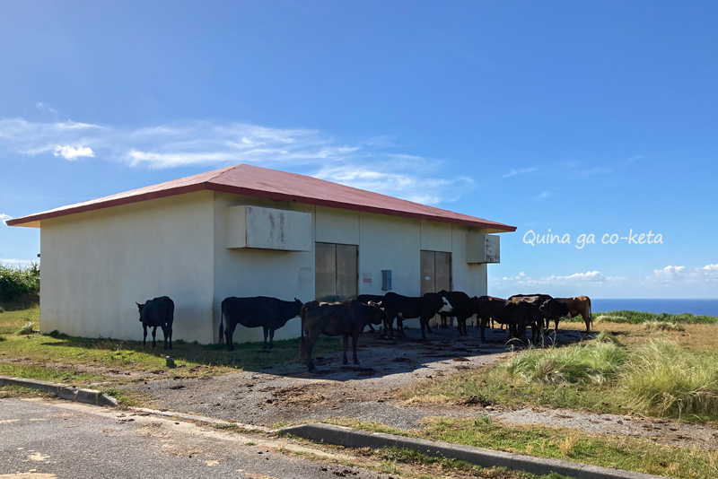 建物の影に大集合していた東崎の牛 建物の影に大集合していた東崎の牛