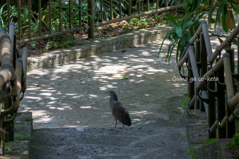 川平公園で変な鳥と遭遇 川平公園で変な鳥と遭遇