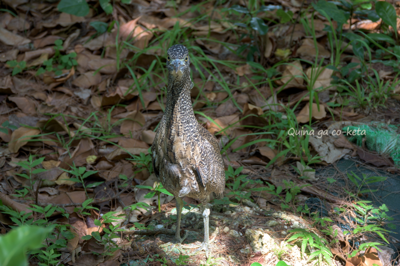 川平公園で鳥と目が合う 川平公園で鳥と目が合う