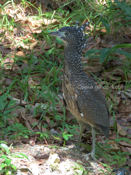 ズグロミゾゴイの幼鳥 ズグロミゾゴイの幼鳥