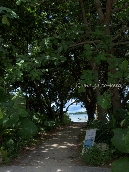 底地ビーチの駐車場から林の向こうに見える海 底地ビーチの駐車場から林の向こうに見える海